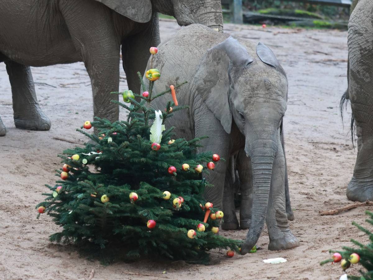 Märchen, Nikolaus und Elefantenfreuden im Advent