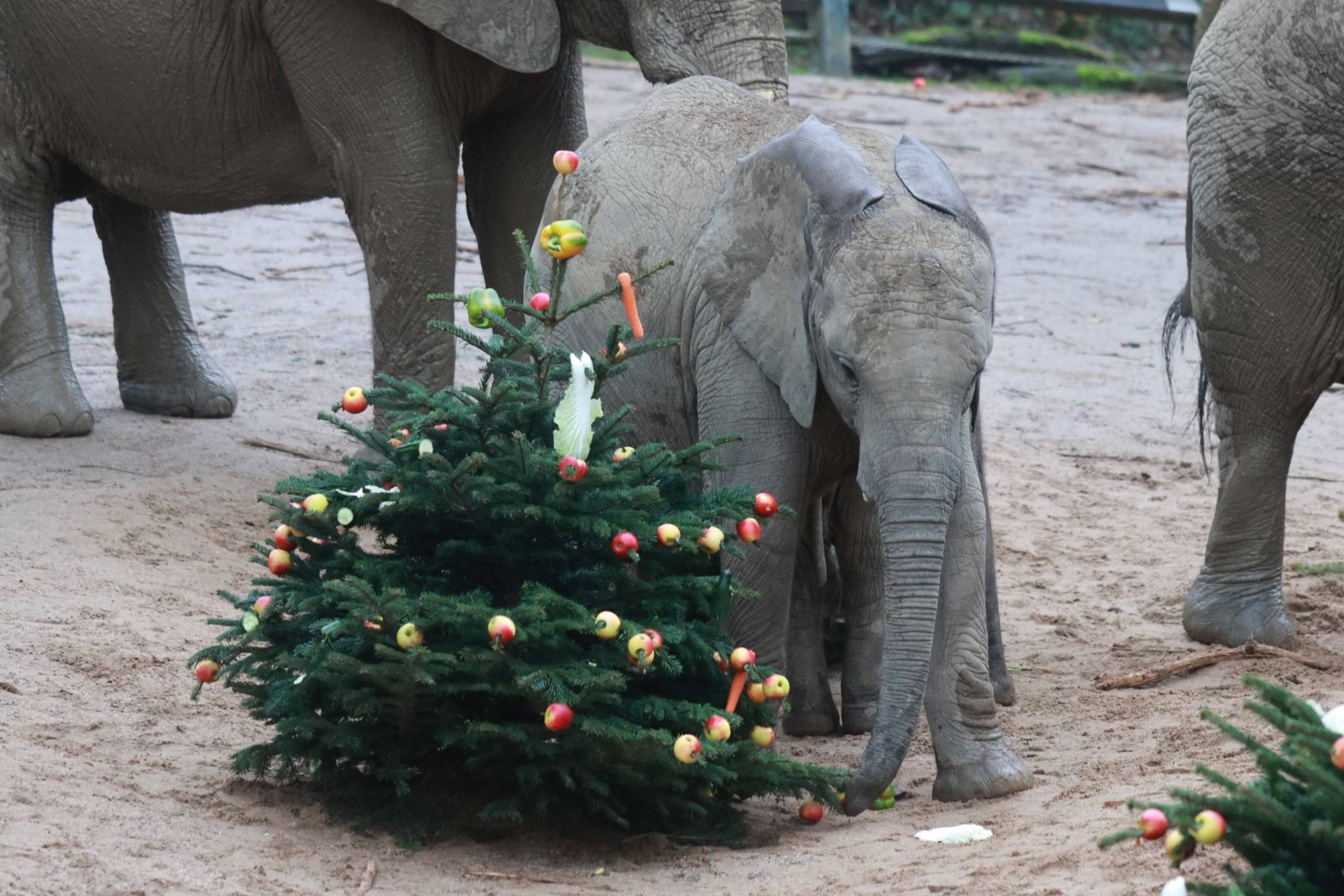 Eine Abwechslung als Festmahl.