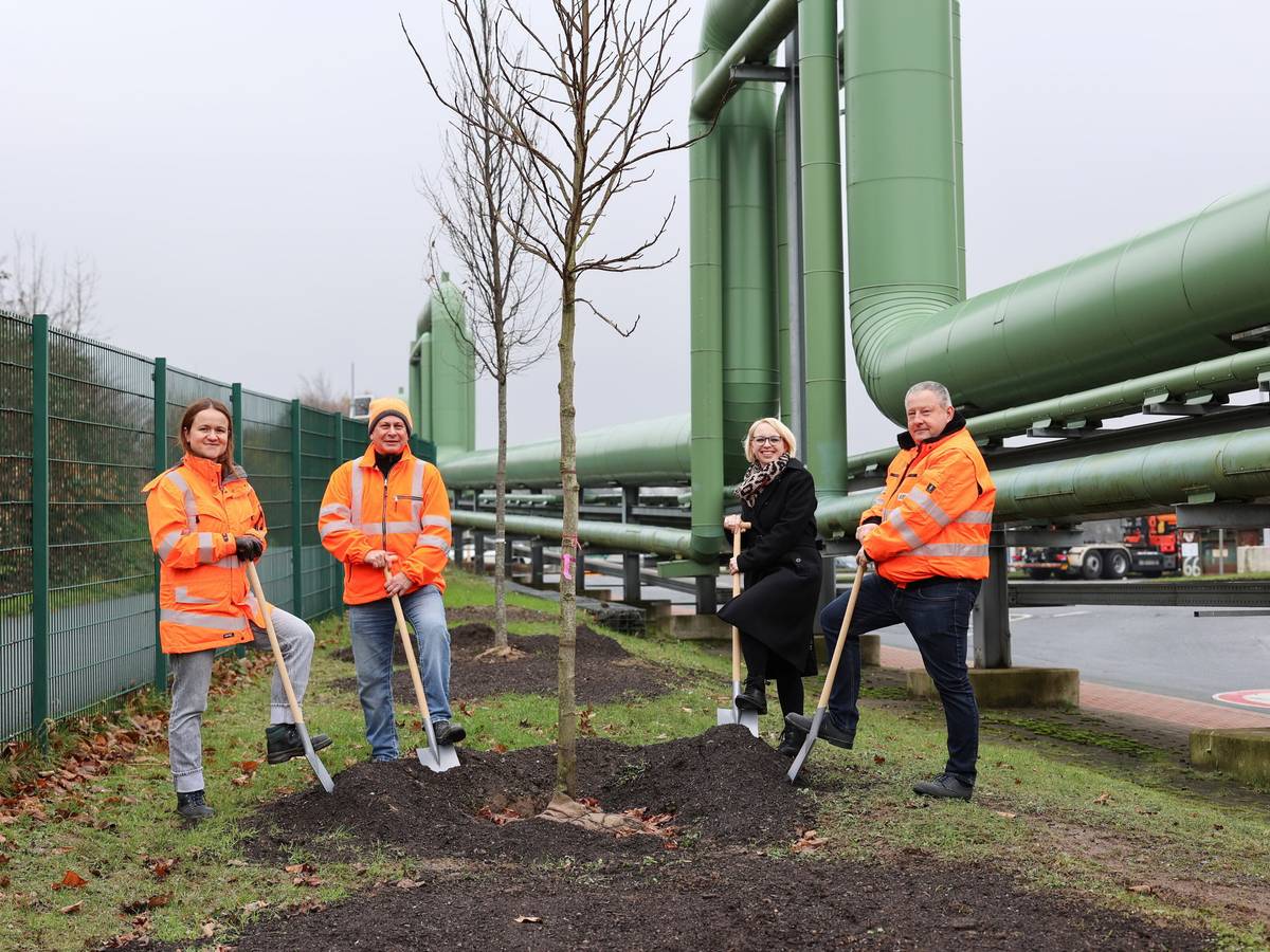 AWG pflanzt auf Korzert 25 junge Bäume