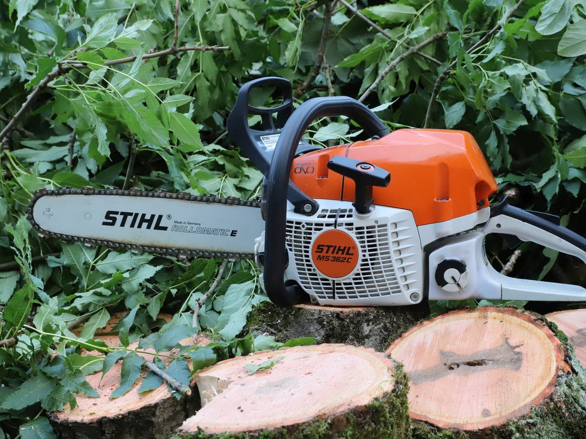 Eichenstraße: Bäume müssen Schulneubau weichen