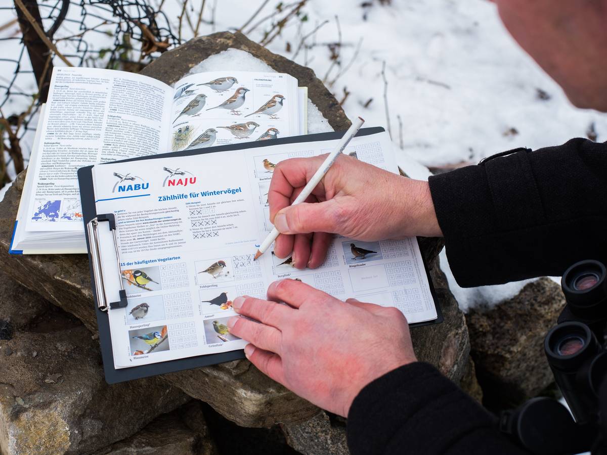 Gemeinsame Vogelzählung im NABU-Naturgarten