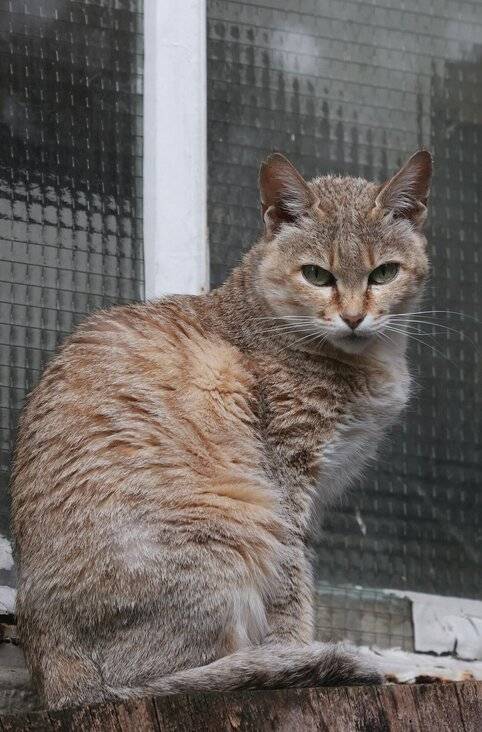 Auch die die Oman-Falbkatze „Bahla“ musste eingeschläfert werden.