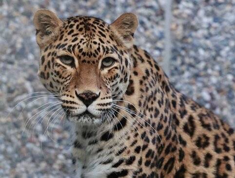 Die Indische Leopardin „Khan Chi“ lebt