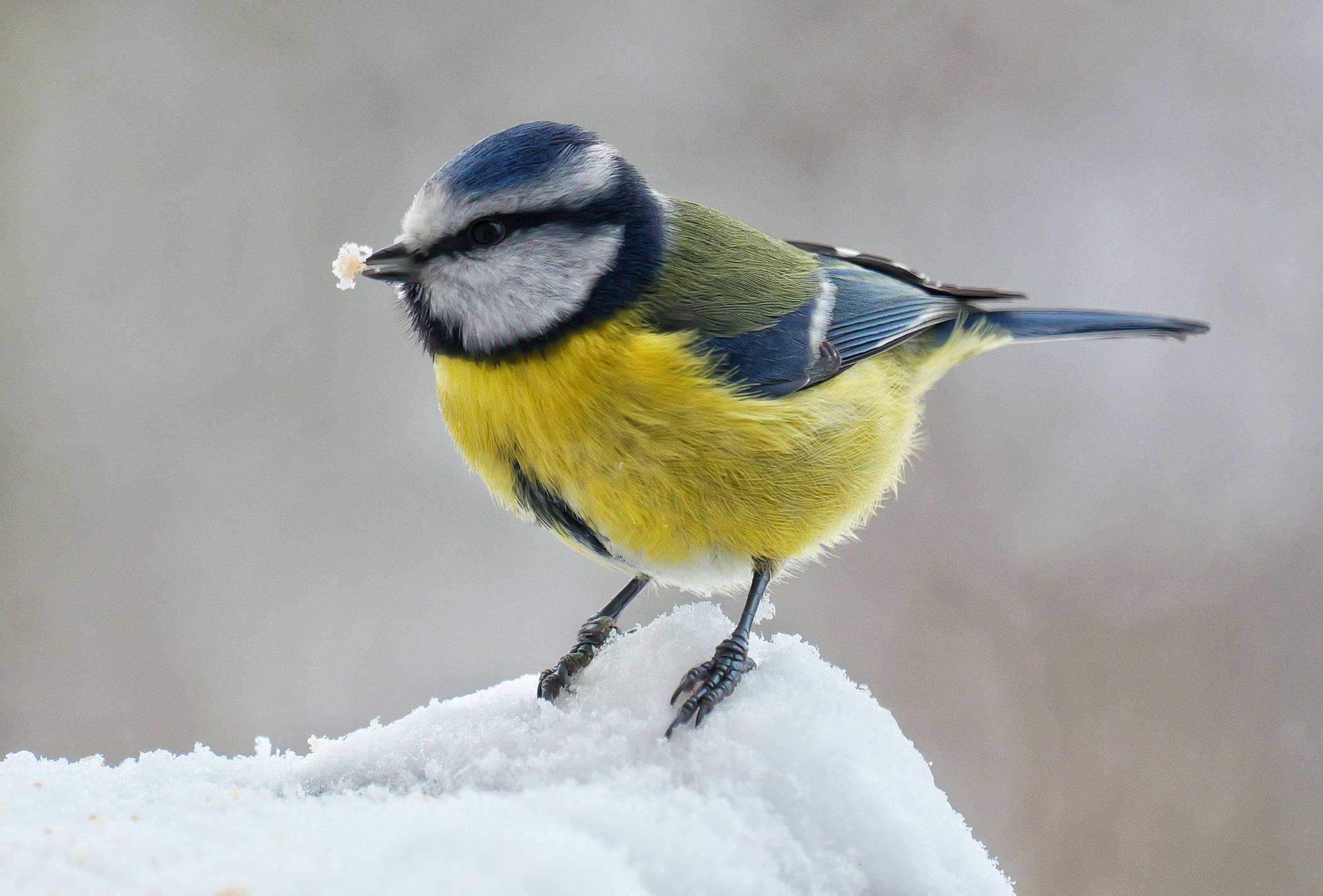  Bei Schnee, Eis und den kalten Temperaturen ist das Überleben für die Vögel (hier eine Blausmeise) nicht einfach. 