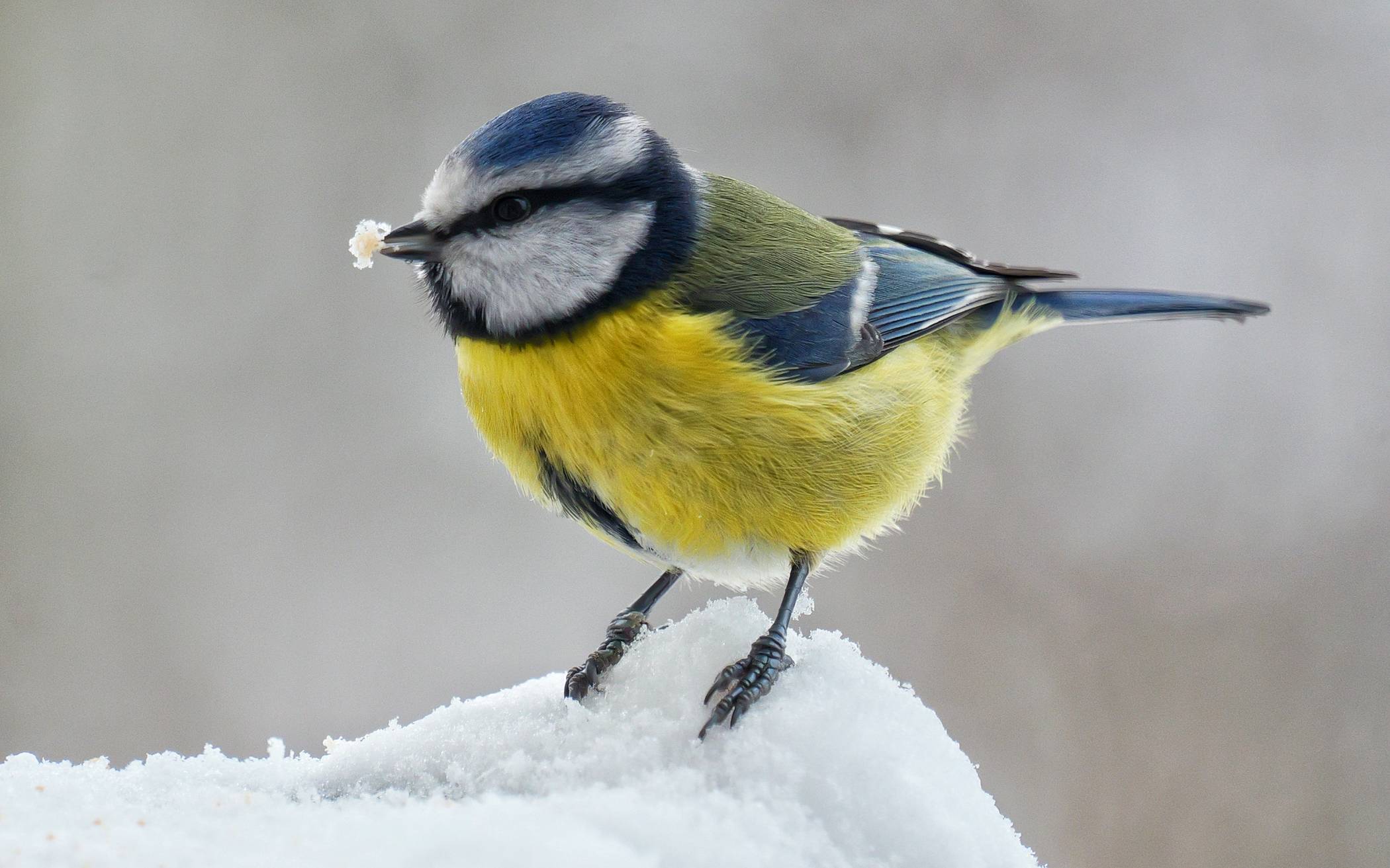 Bei Schnee, Eis und den kalten