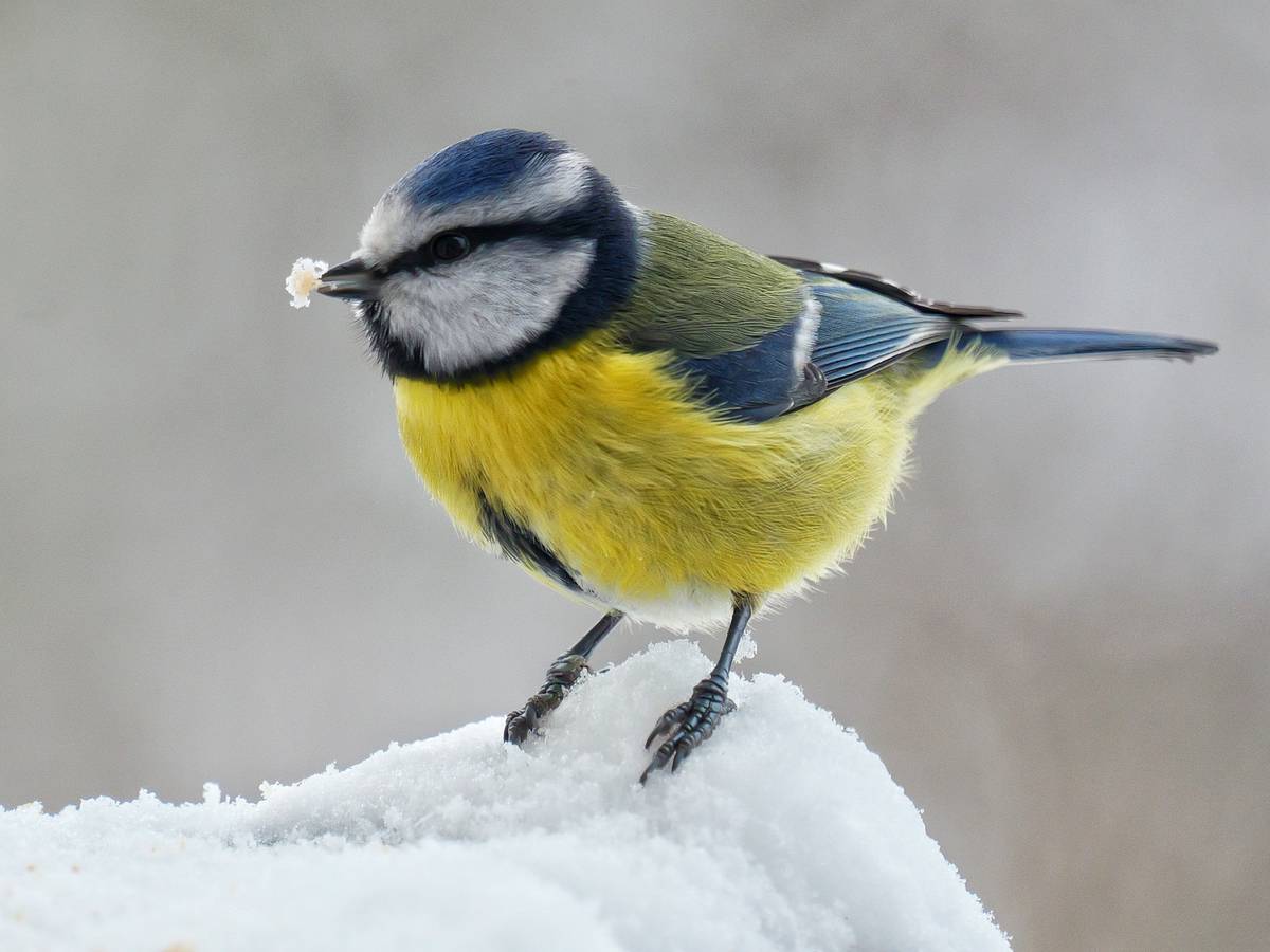Wintervögel beobachten und zählen