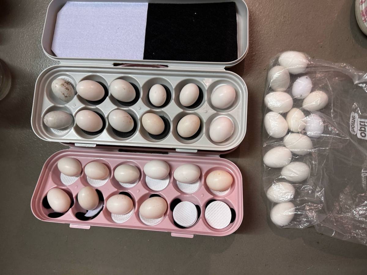 Verein hat bereits 5.093 Taubeneier ausgetauscht