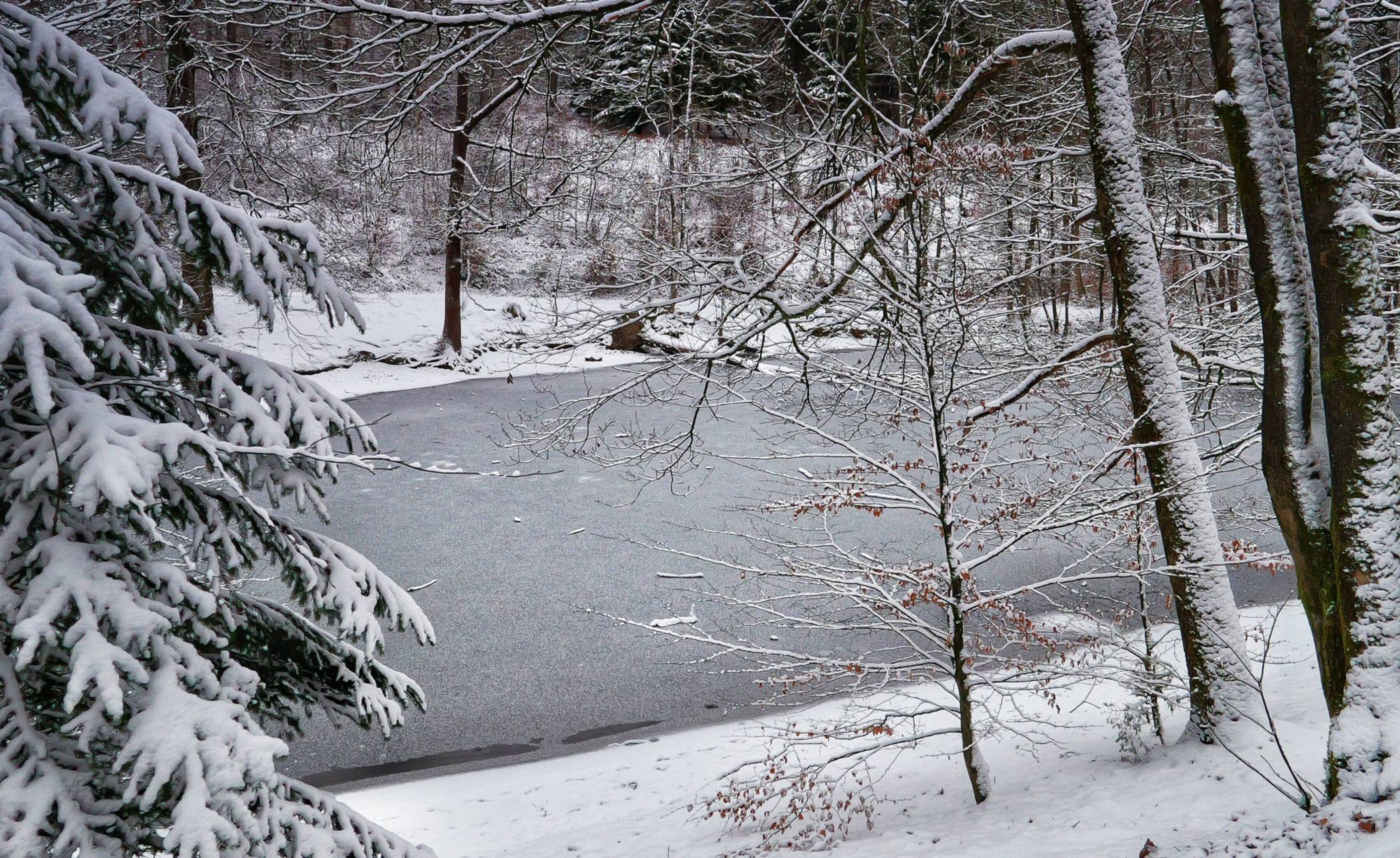  Auch der Waldsee in Vohwinkel hat eine dünne Eisschicht. 