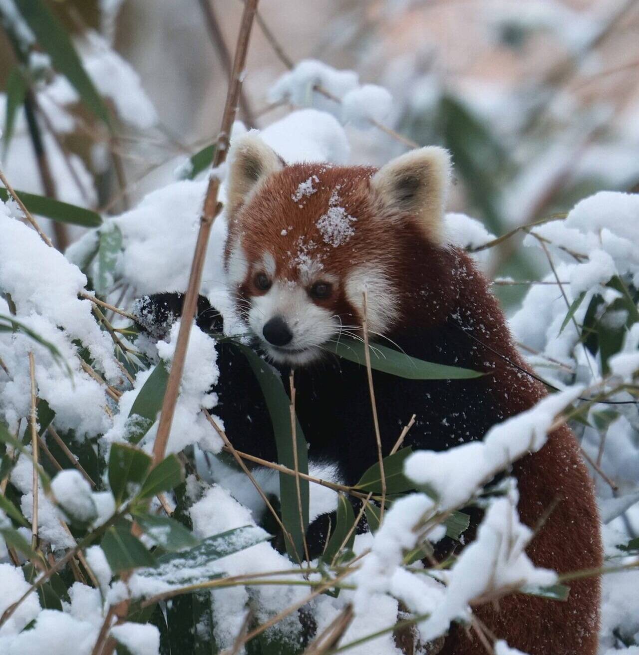 „Liam“ im winterlichen Grünen Zoo.