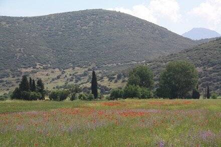  Artenreiche Blumenwiese auf der Halbinsel Peloponnes. 