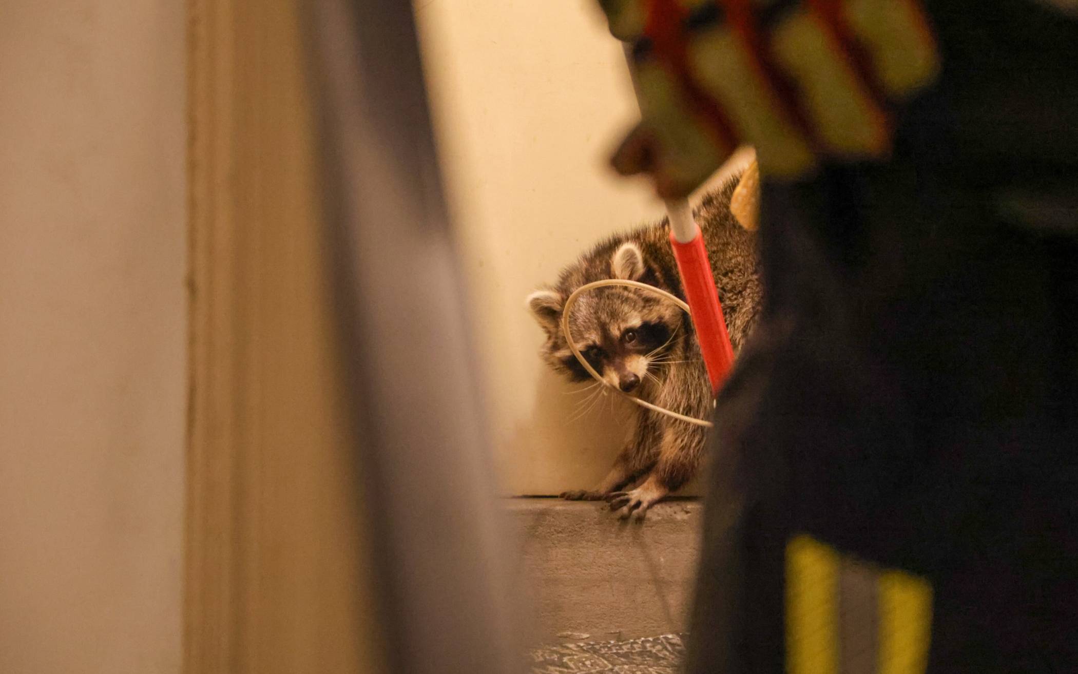 Der Waschbär musste seinen Platz räumen.