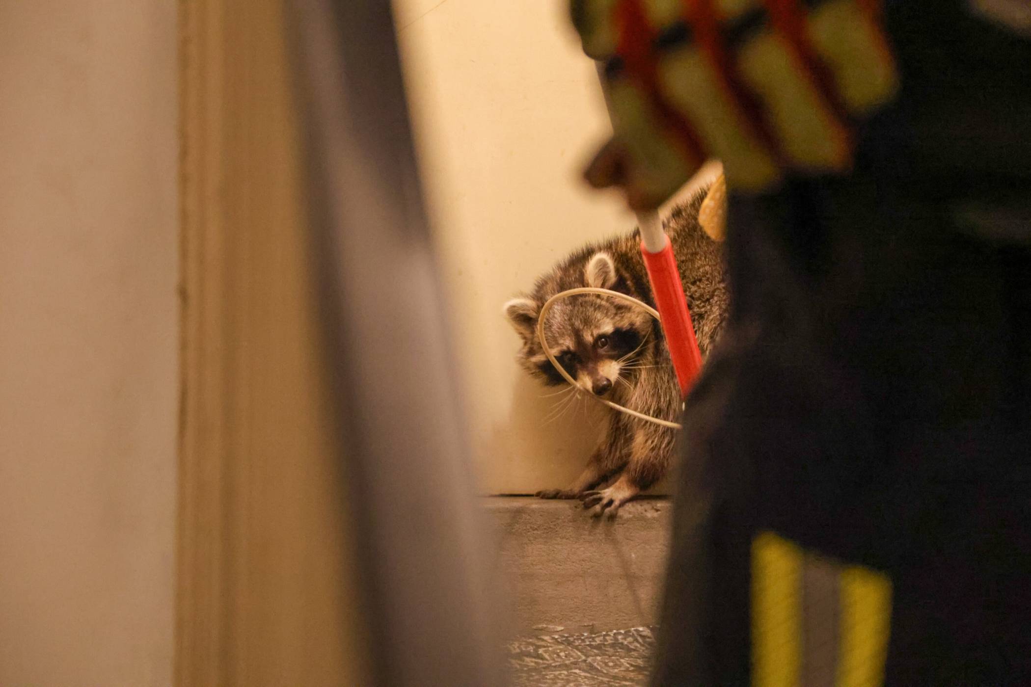 Der Waschbär musste seinen Platz räumen.