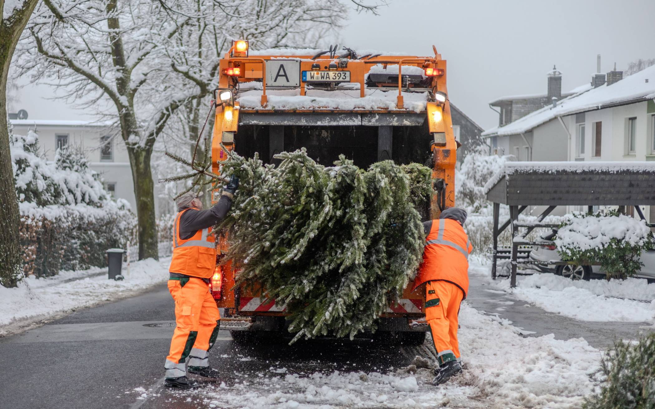 Die diesjährige Abholung der Weihnachtsbäume erledigte