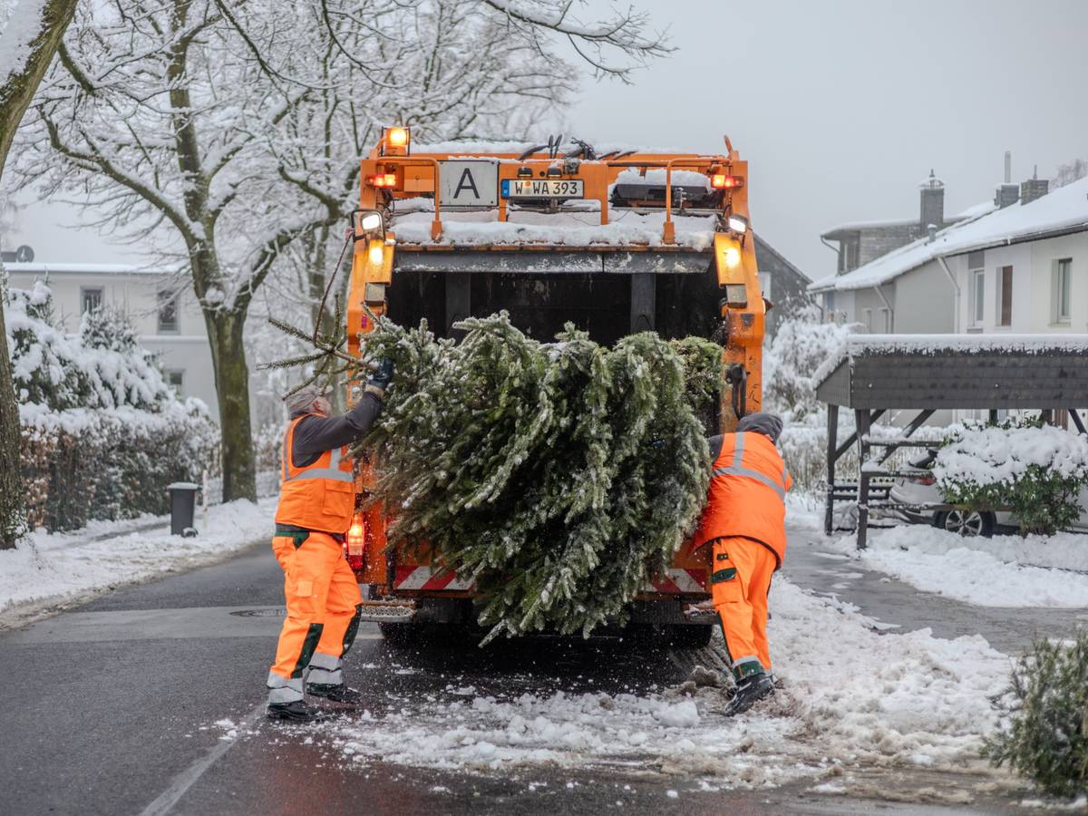 AGW sammelt rund 50.000 Weihnachtsbäume ein