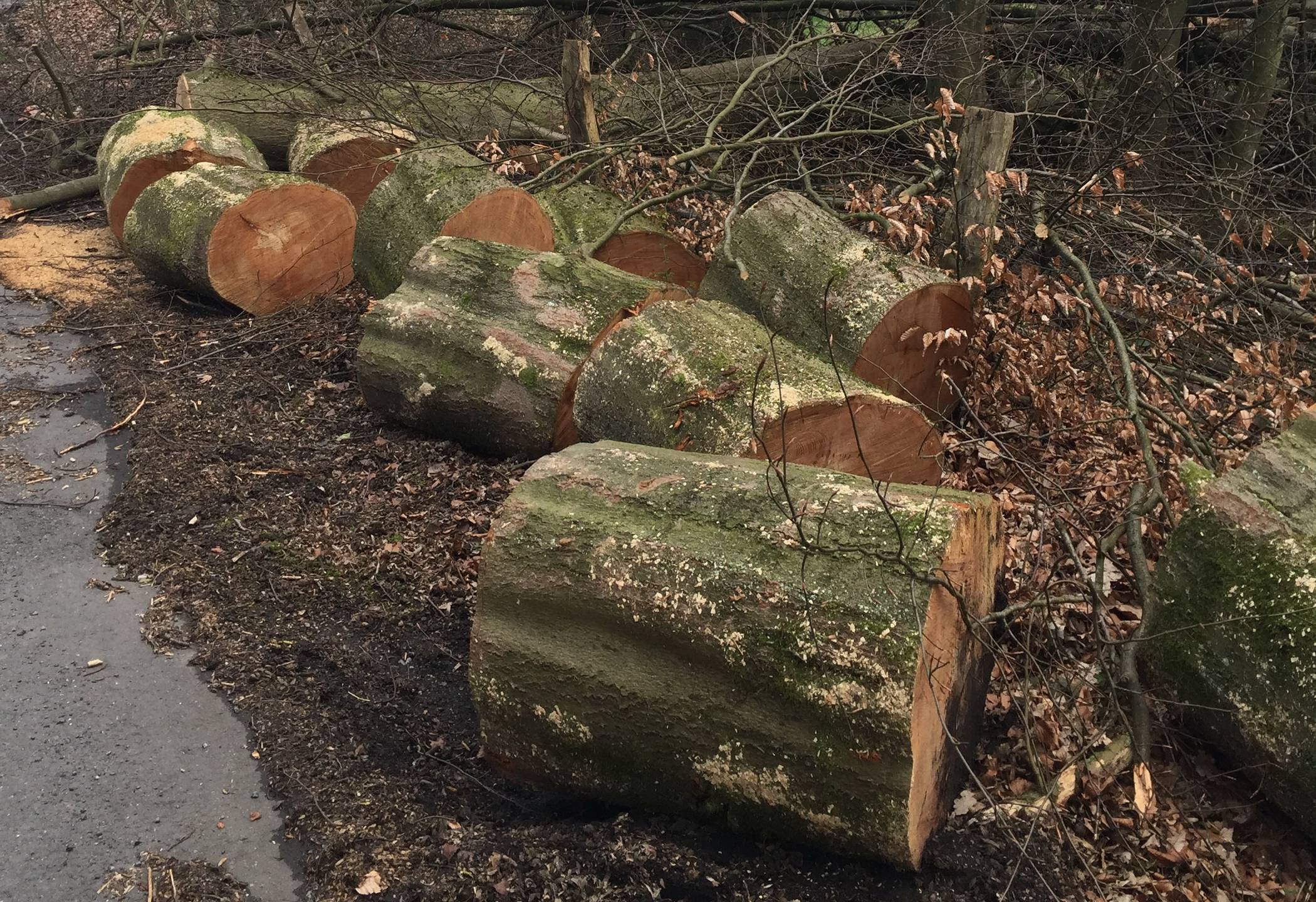  Mehrere Bäume werden entfernt. 
