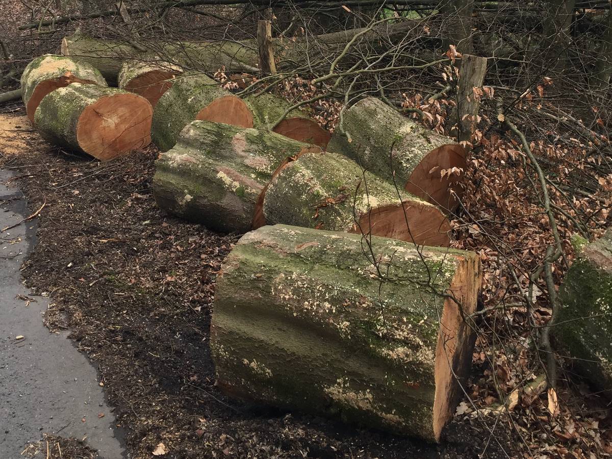 Baumfällungen an der Nordbahntrasse in Vohwinkel