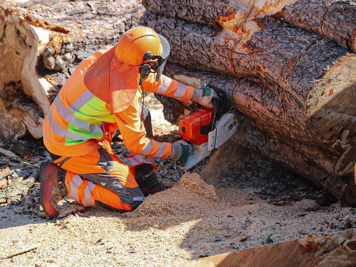 Baumfällungen auch im Mirker Hain