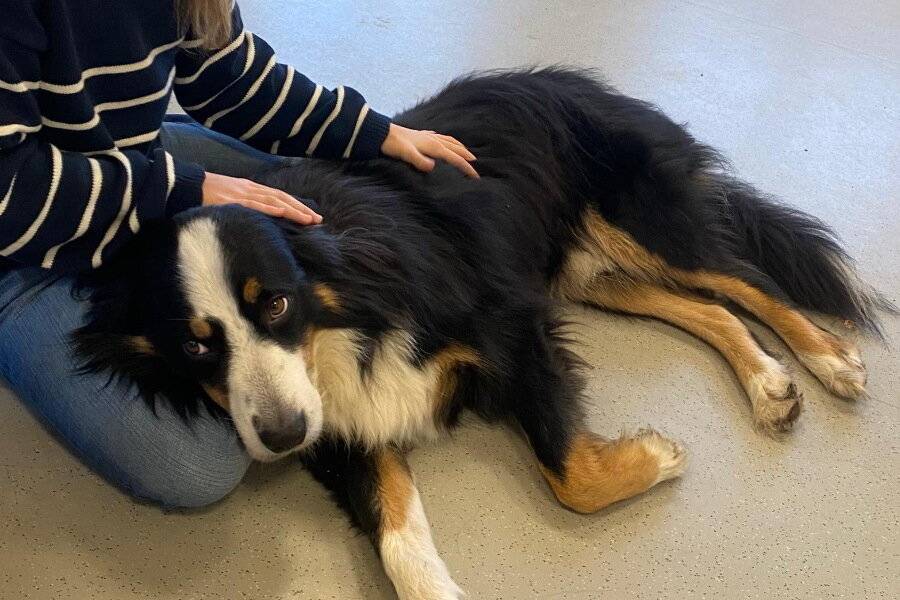  Louie zu streicheln, entspannt die Kinder, sagt Pfarrerin Britta Scholz. 