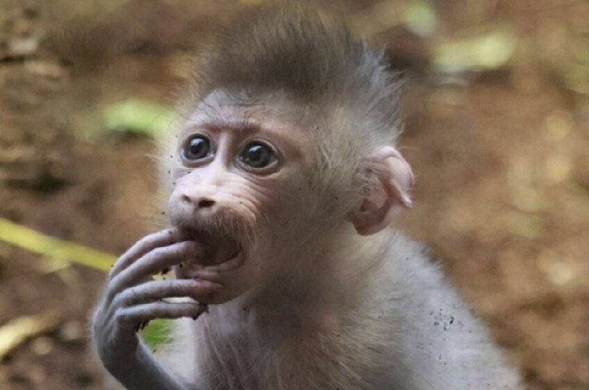  Das Drill-Jungtier im Grünen Zoo. 