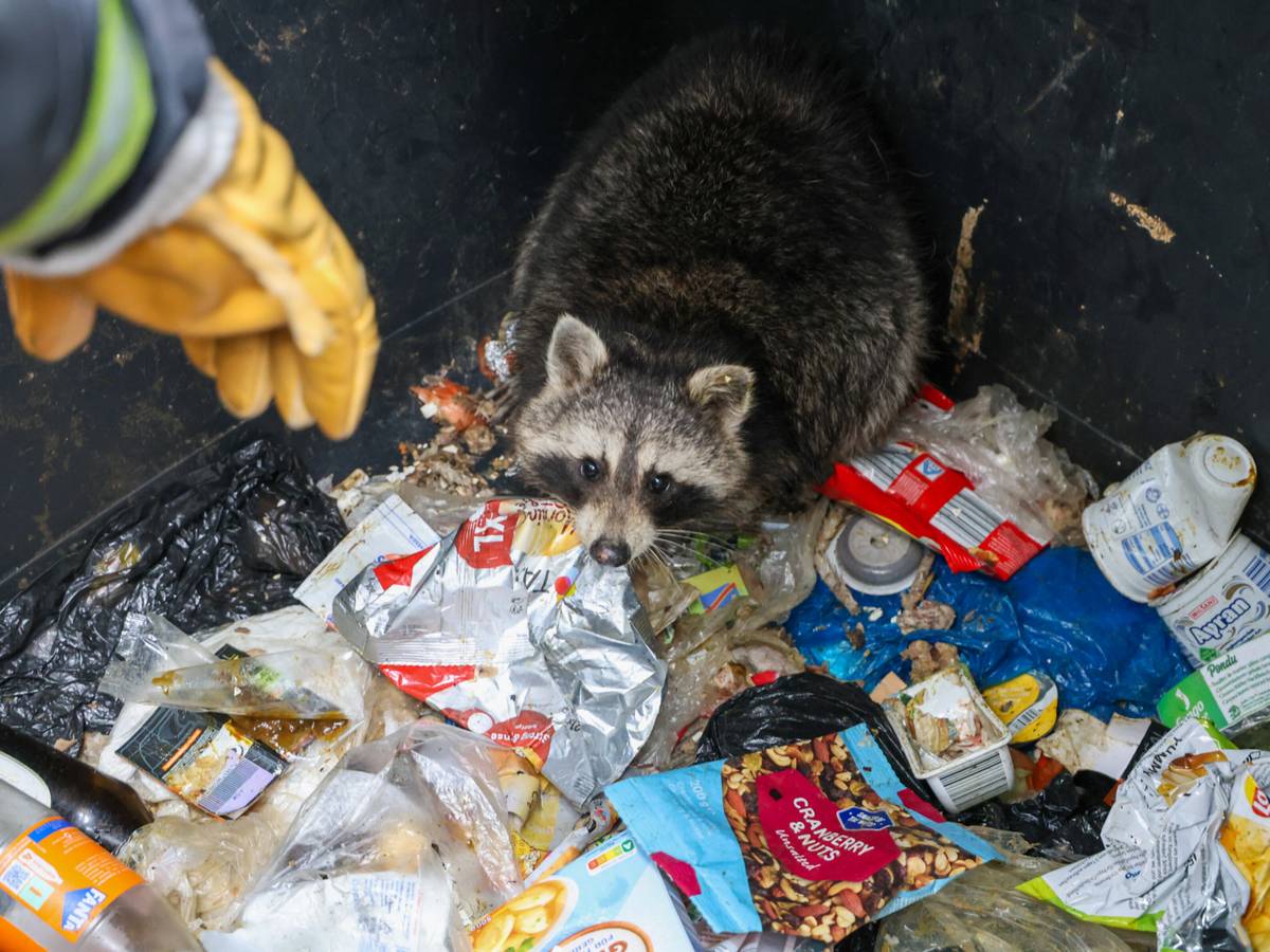 Feuerwehr holt Waschbären aus Müllcontainer