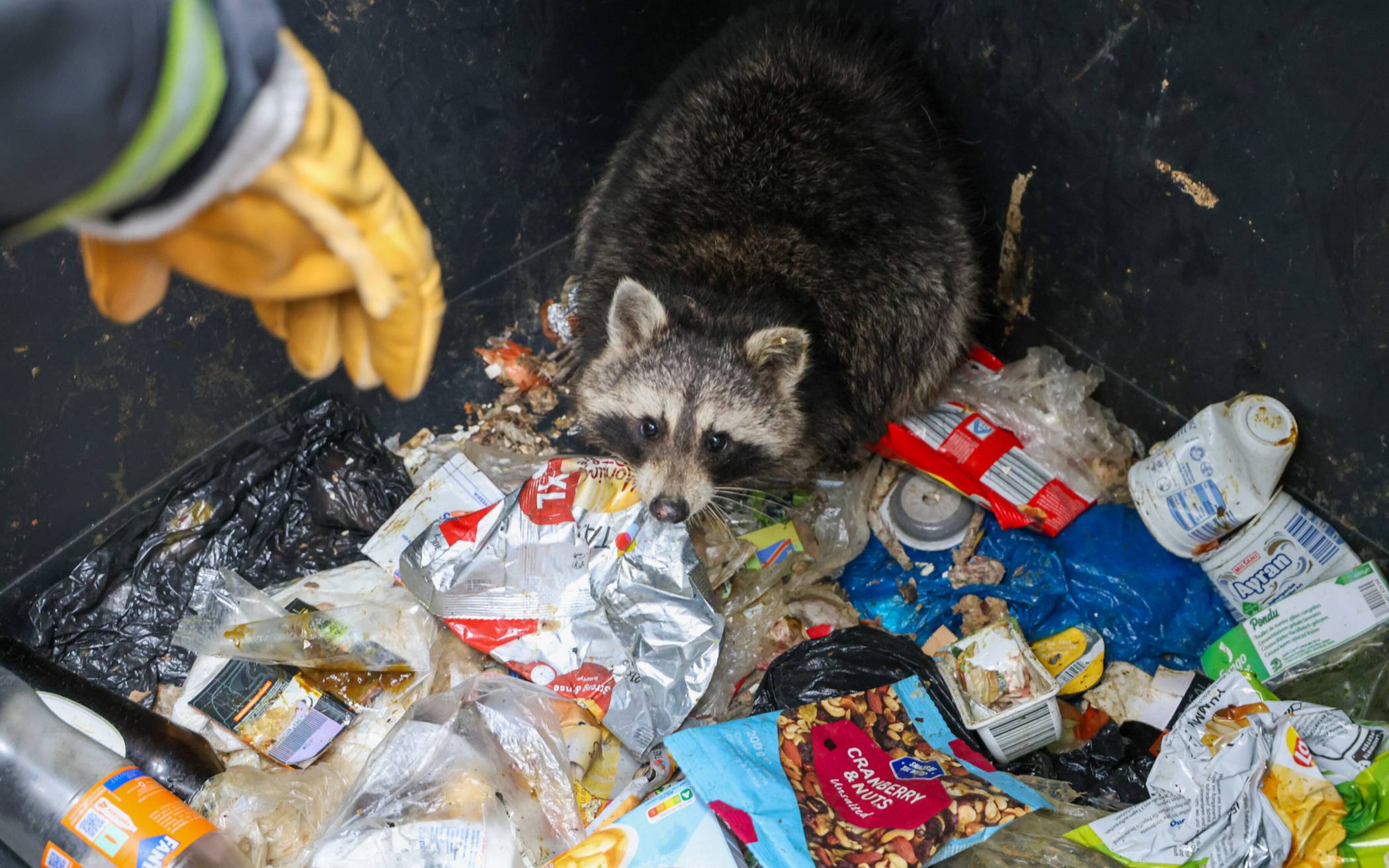 Feuerwehr holt Waschbären aus Müllcontainer