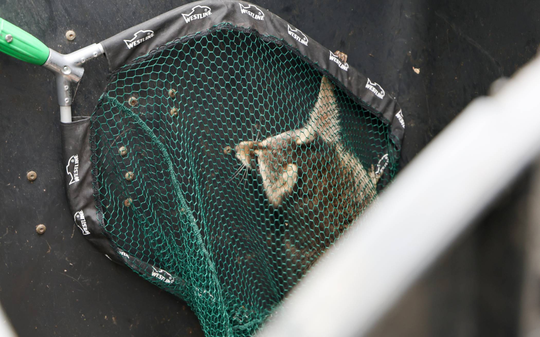 Bilder: Waschbär in Wuppertal im Müllcontainer