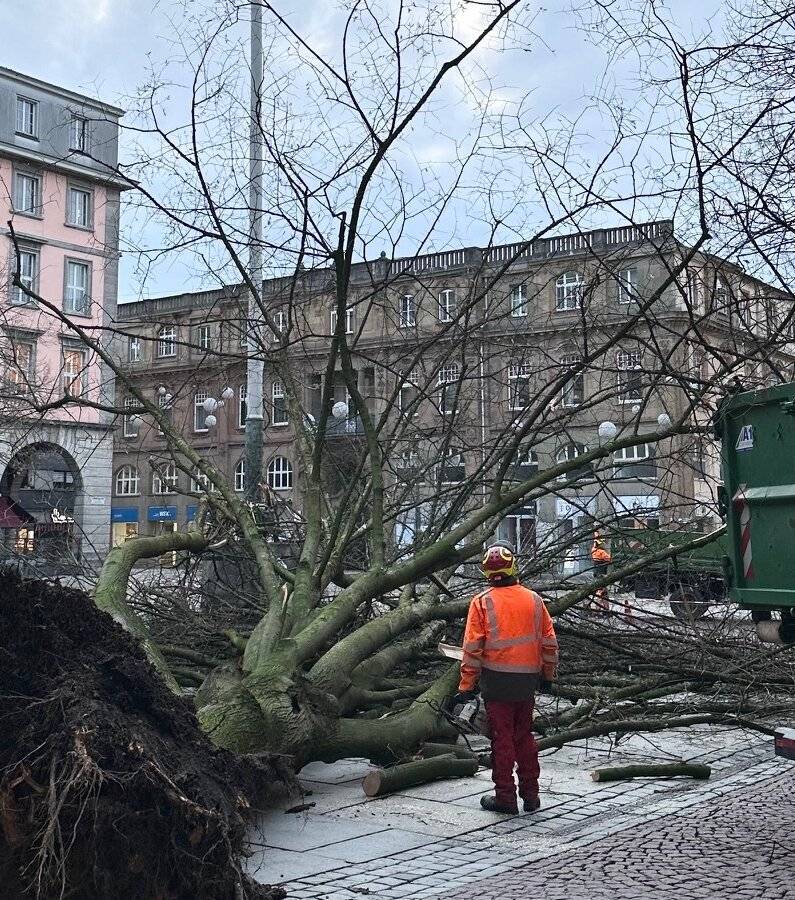 „Wir Baumkontrolleure versuchen, jeden Baum zu erhalten“
