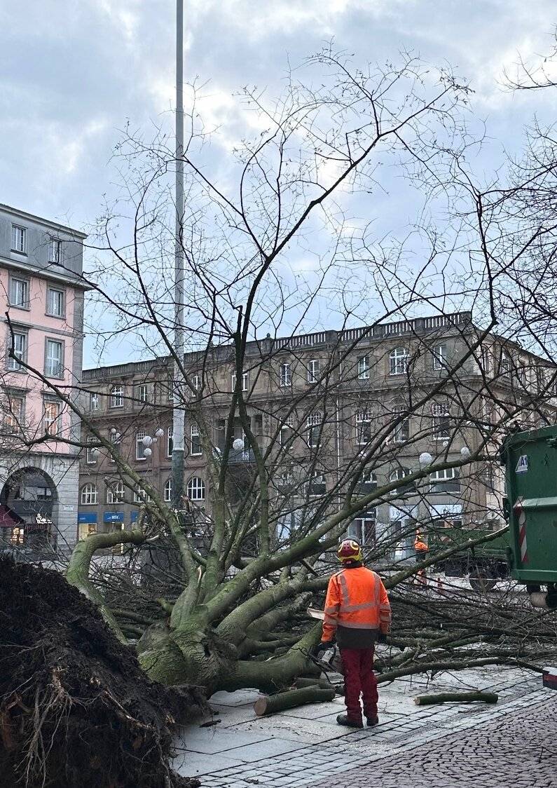  Die umgestürzte Linde auf dem Johannes-Rau-Platz. 