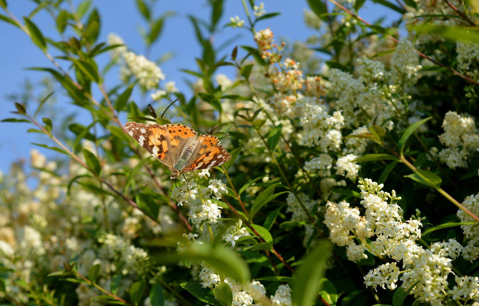 Schmetterling in einer Hecke.