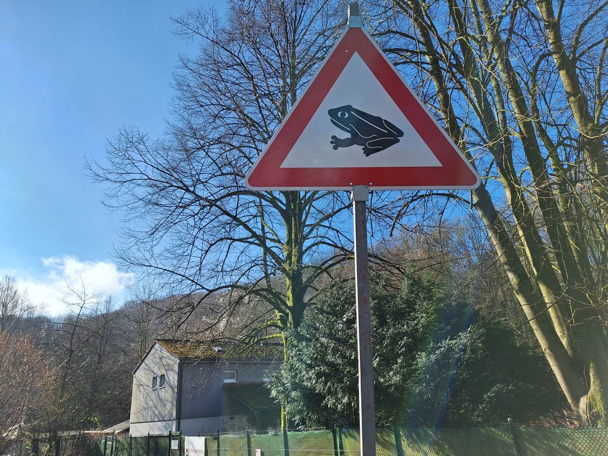 Amphibien profitieren von der Bach- und Kanalsanierung