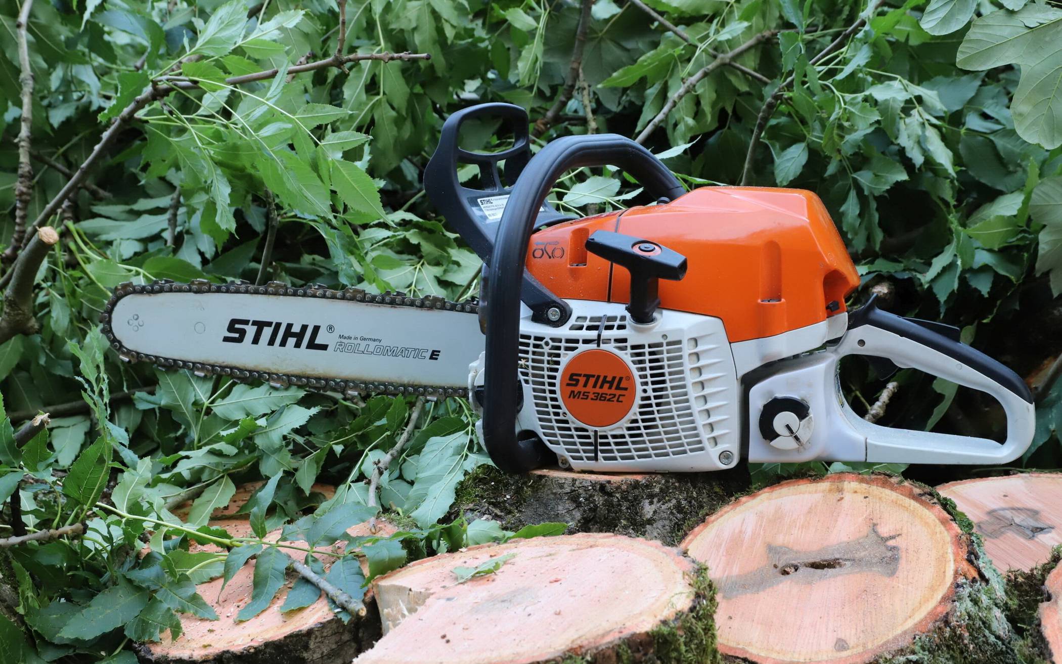 Königshöhe: Drei Buchen müssen gefällt werden