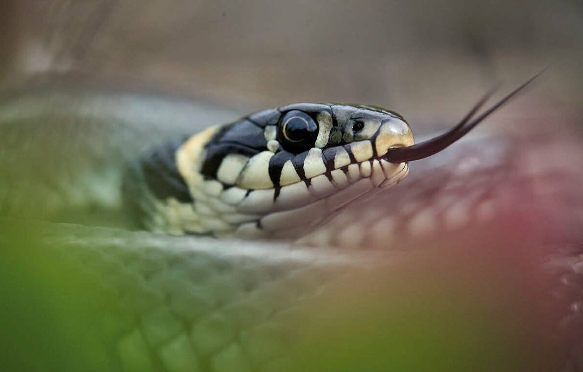 Die Ringelnatter im Blick – auch in Wuppertal