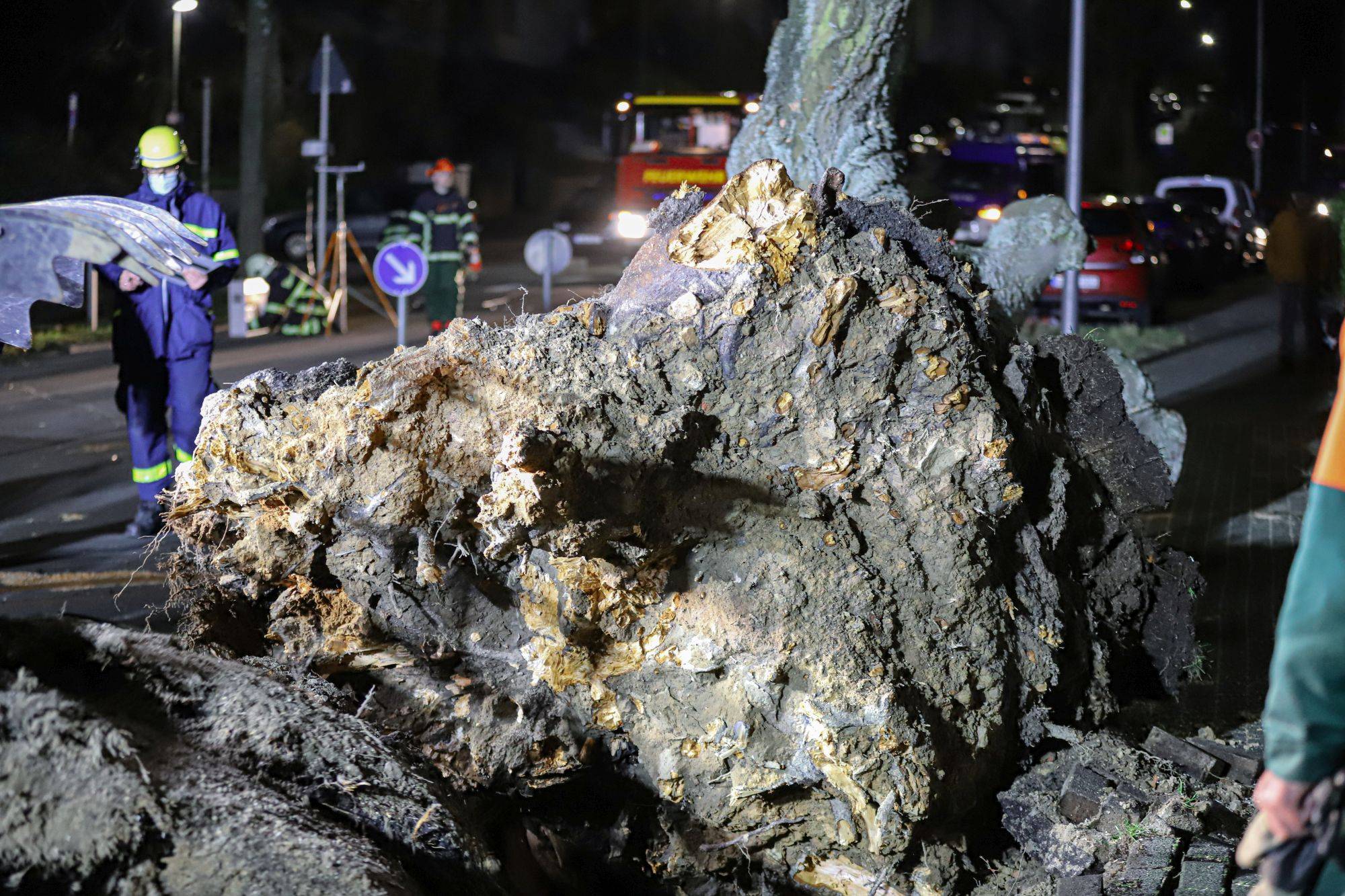  Ein vom Sturm „Zeynep“ im Jahr 2022 entwurzelter Baum. 