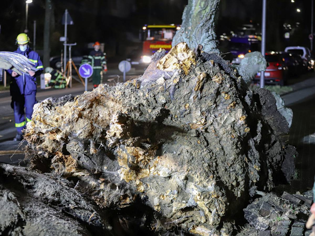 Rund 300 Bäume im Stadtgebiet nicht mehr standsicher