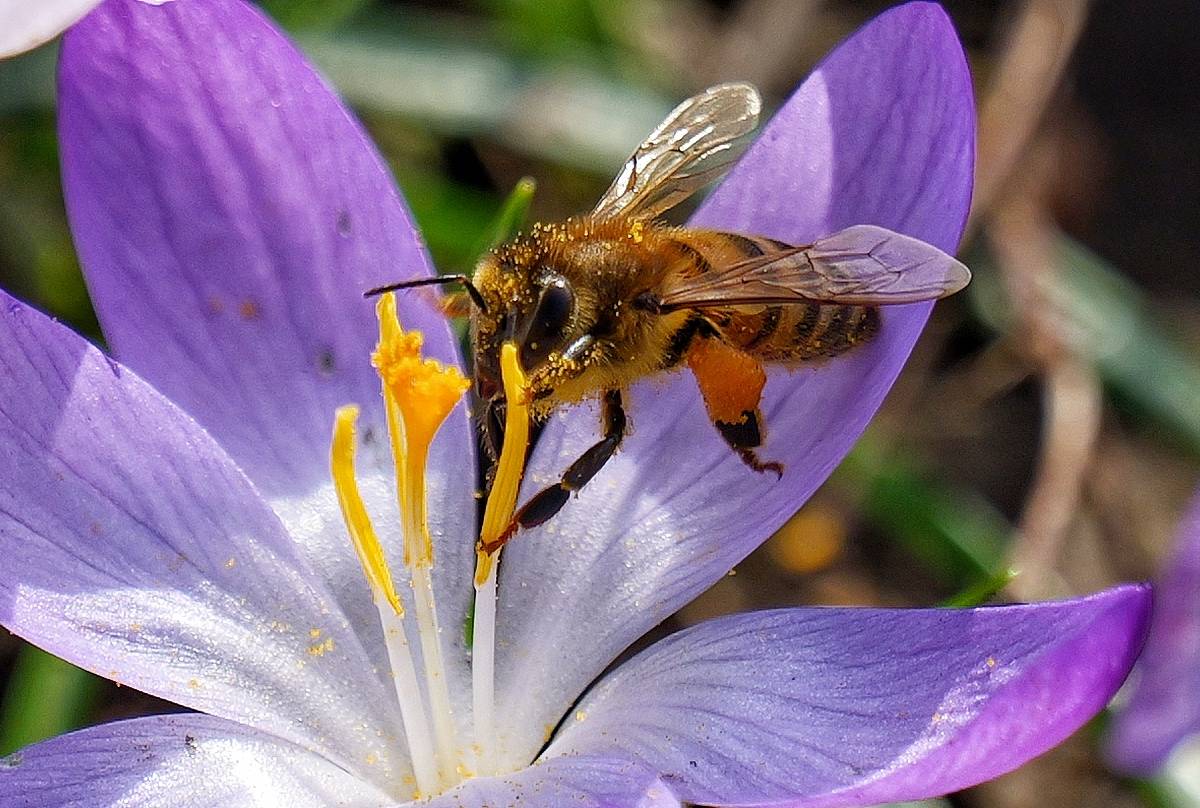 Biodiversität für Wuppertals Wälder und Grünflächen