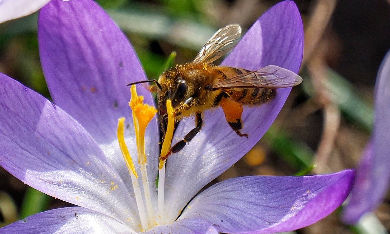 Eine Biene auf Nahrungssuche.