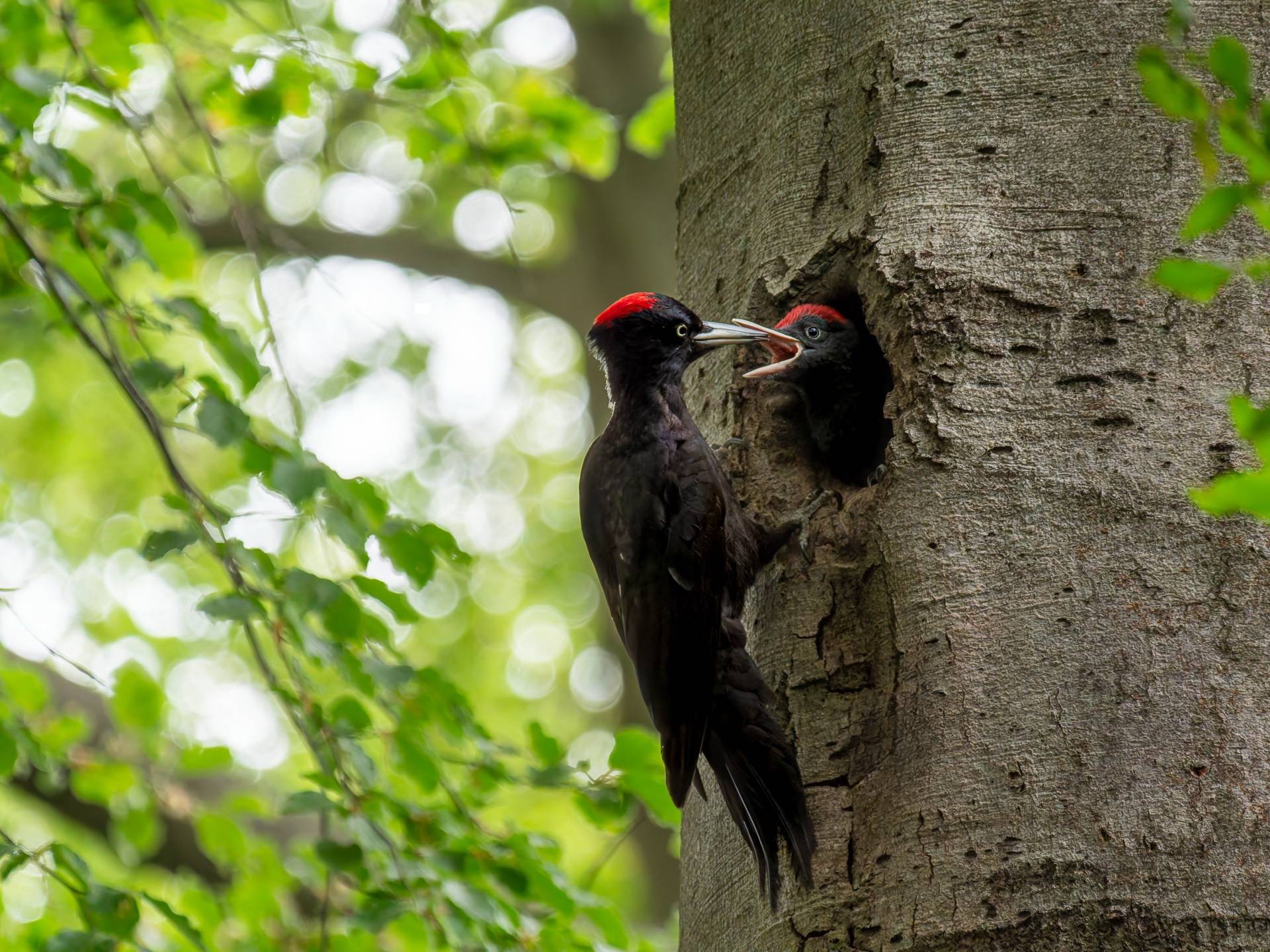 Zwei schöne Exemplare.