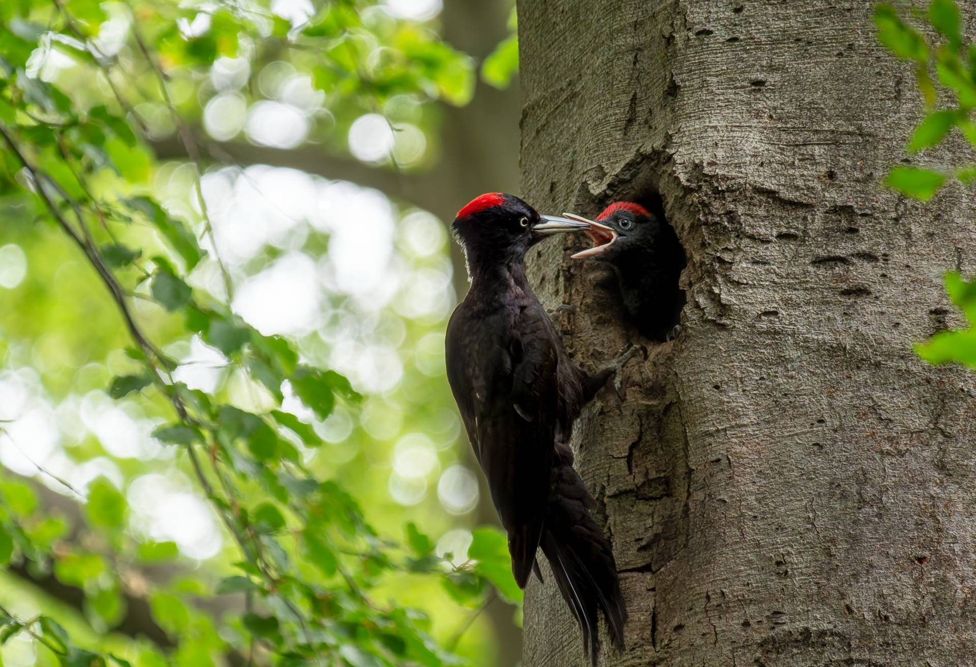 Zwei schöne Exemplare.