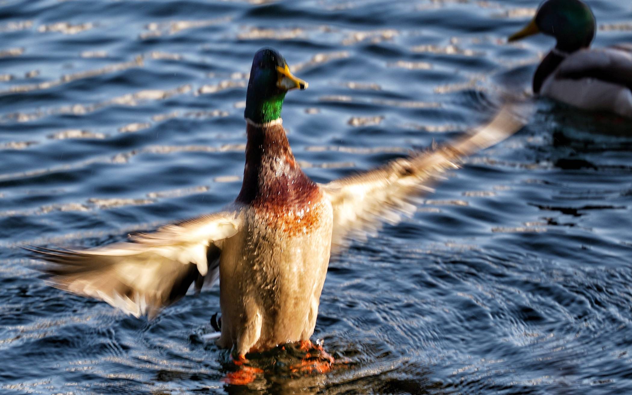 Impressionen: Frühlingshaftes Beyenburg 2026
