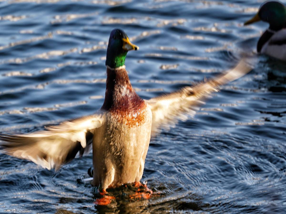 Impressionen: Frühlingshaftes Beyenburg
