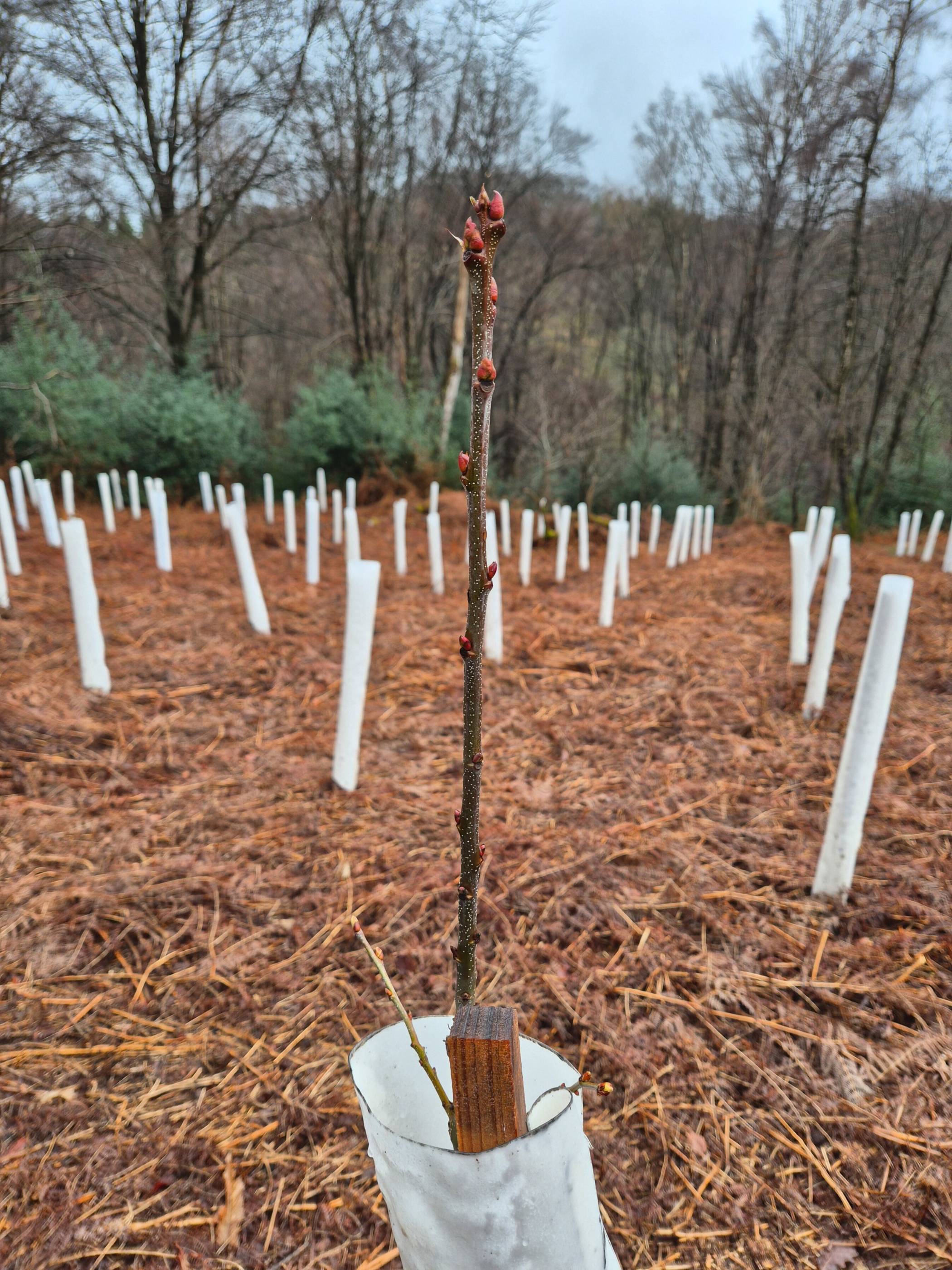  Es wurden ausschließlich Esskastanien und Linden gepflanzt. 