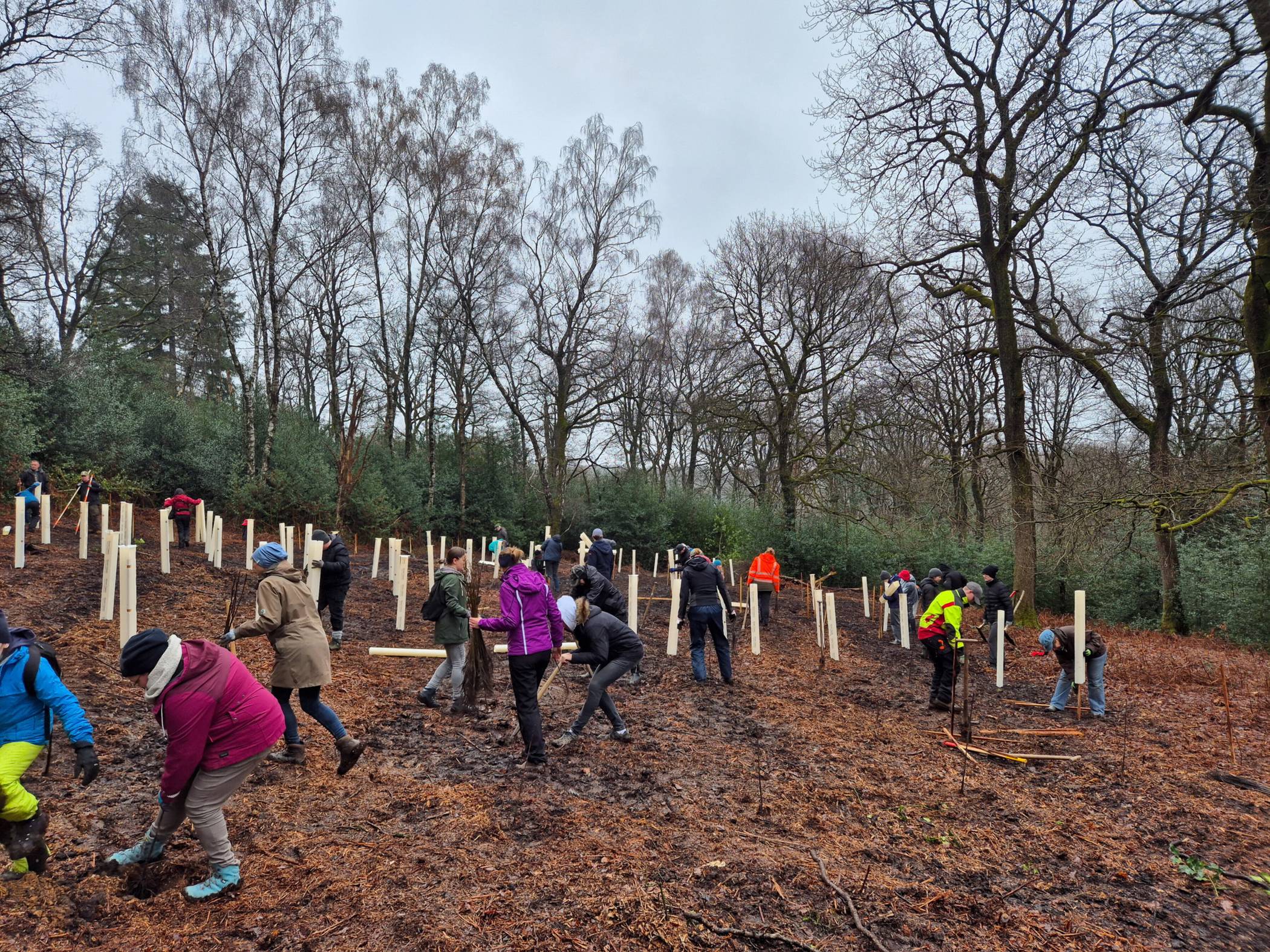  Mehr als 50 Helferinnen und Helfer pflanzten rund 700 Jungbäume im Ronsdorfer Forst. 