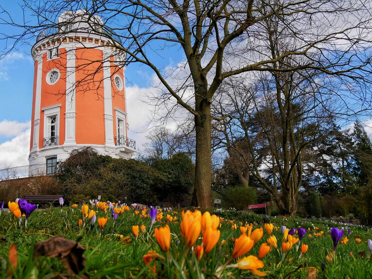 Die Frühjahrsblüher im Botanischen Garten