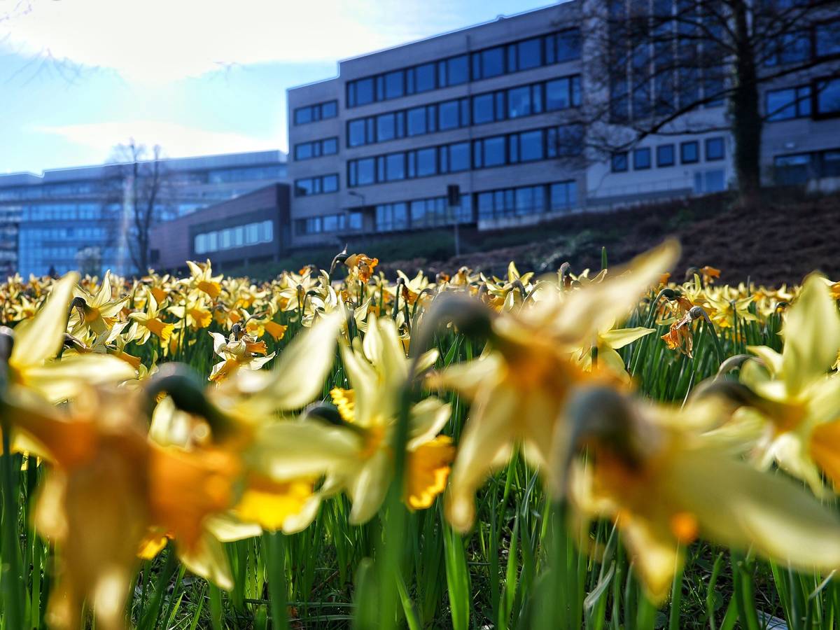 Frühling in Elberfeld
