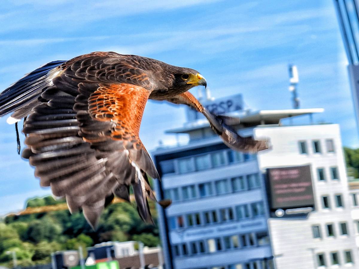 Erste Flugshows in der Falknerei Bergisch Land