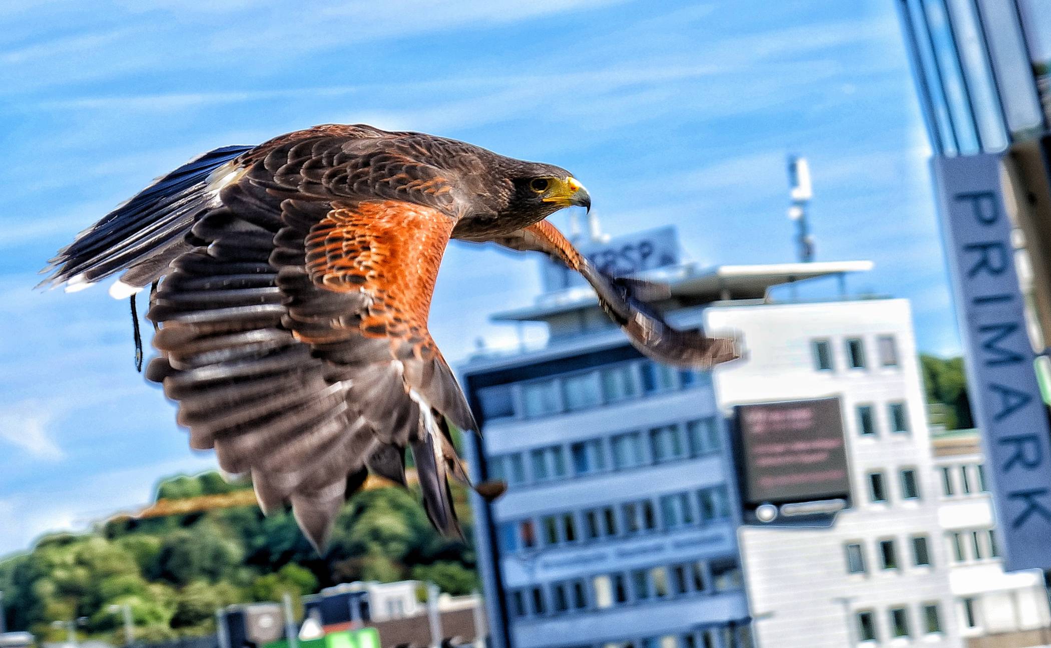  Ein Wüstenbussard der Falknerei im Einsatz am Döppersberg. 