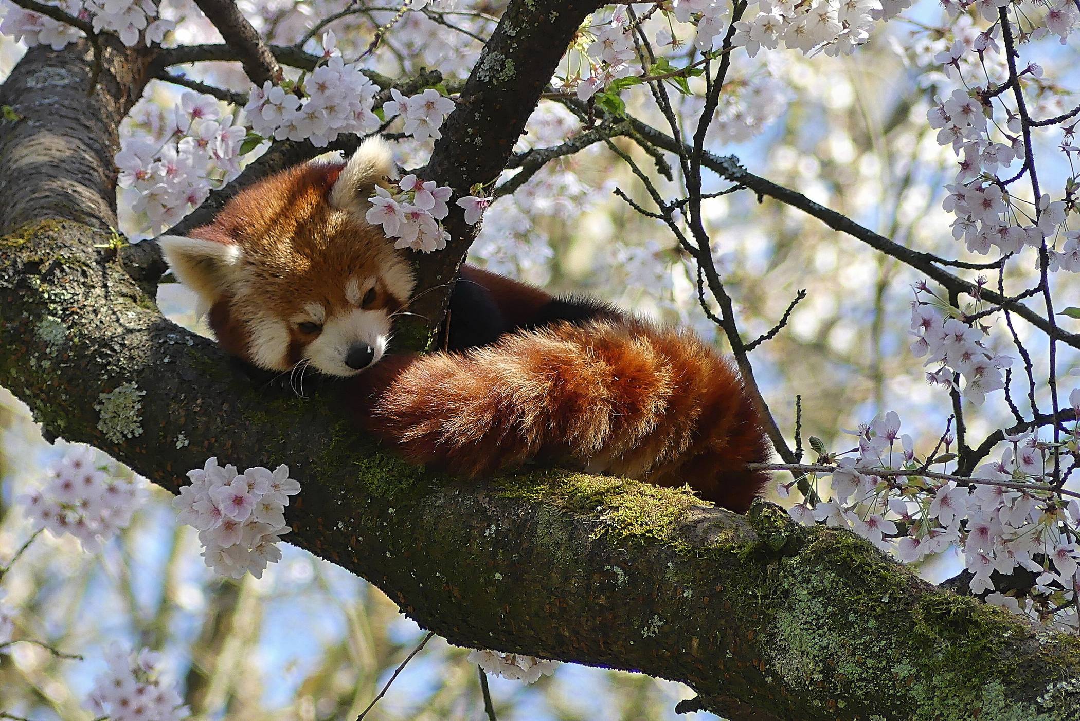  Ein Roter Panda im Grünen Zoo. 