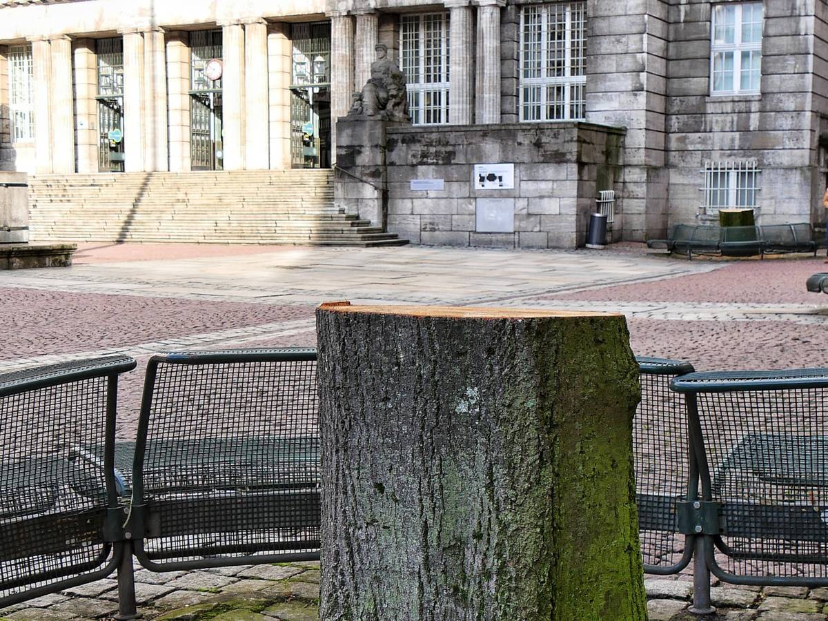 Sechs neue Linden für den Rathausvorplatz