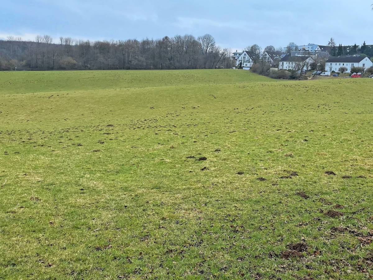 Gerettet: Die Marper Wiesen bleiben grün