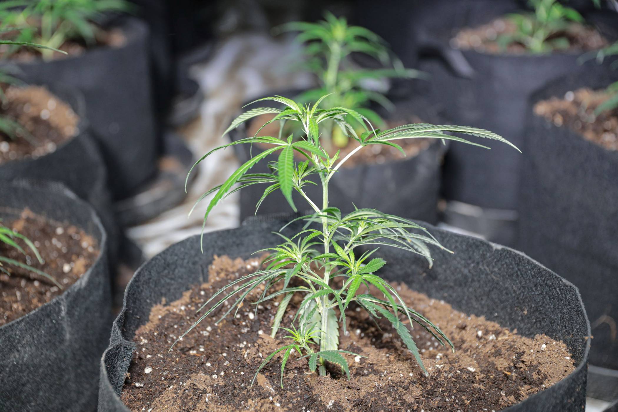  Eine Cannabis-Pflanze (Symbolbild). 